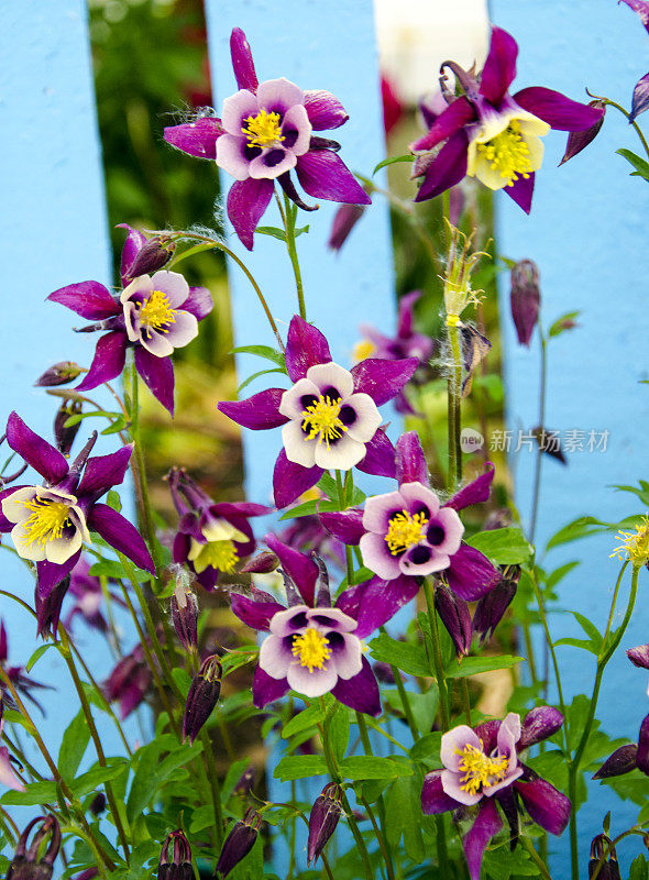 在巴塔哥尼亚的Aquilegia Caerulea花